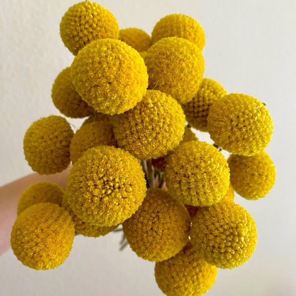 10 STEMS Dried Flowers Billy Balls - Craspedia Flowers - Picture 1 of 13
